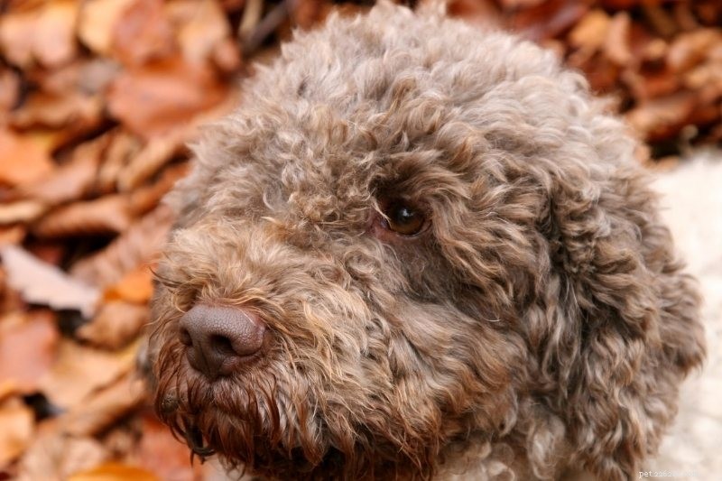 10 Water‑Loving Dog Breeds That Thrive in the Splash