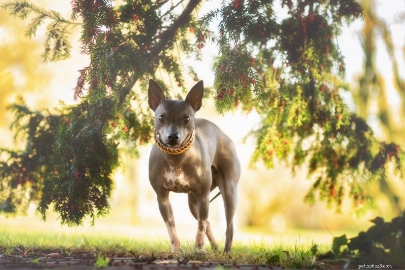 15 Hypoallergenic Dog Breeds for Allergy‑Friendly Families