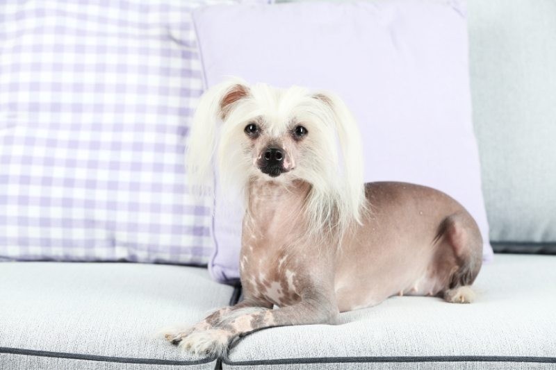 15 Hypoallergenic Dog Breeds for Allergy‑Friendly Families