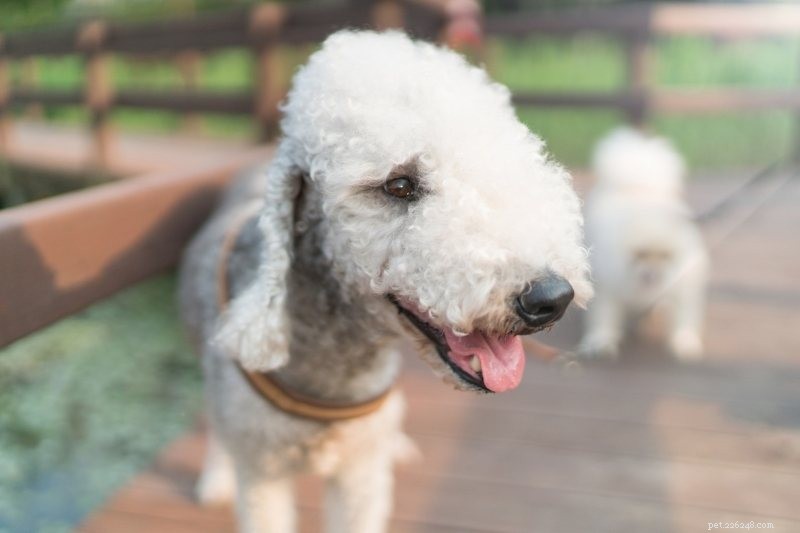 15 Hypoallergenic Dog Breeds for Allergy‑Friendly Families