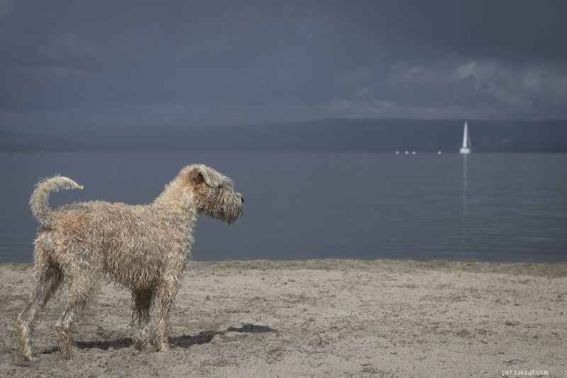 15 Hypoallergenic Dog Breeds for Allergy‑Friendly Families