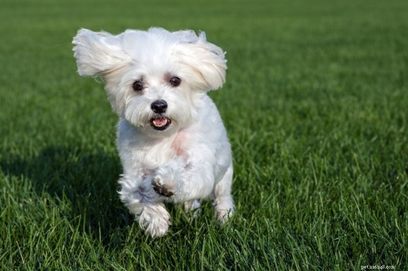 15 Hypoallergenic Dog Breeds for Allergy‑Friendly Families