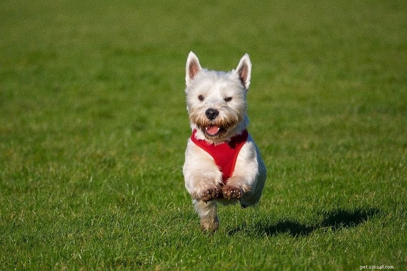 15 Hypoallergenic Dog Breeds for Allergy‑Friendly Families