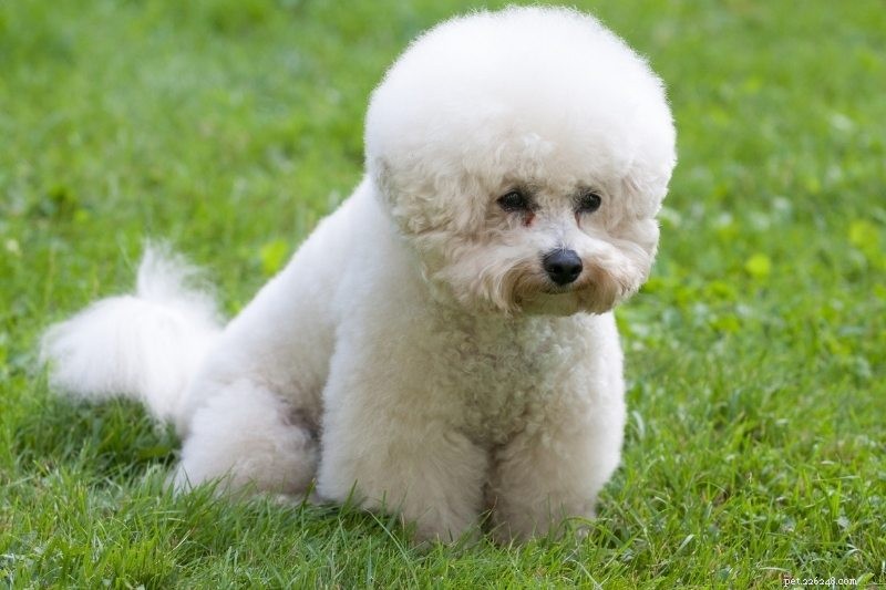 15 Hypoallergenic Dog Breeds for Allergy‑Friendly Families