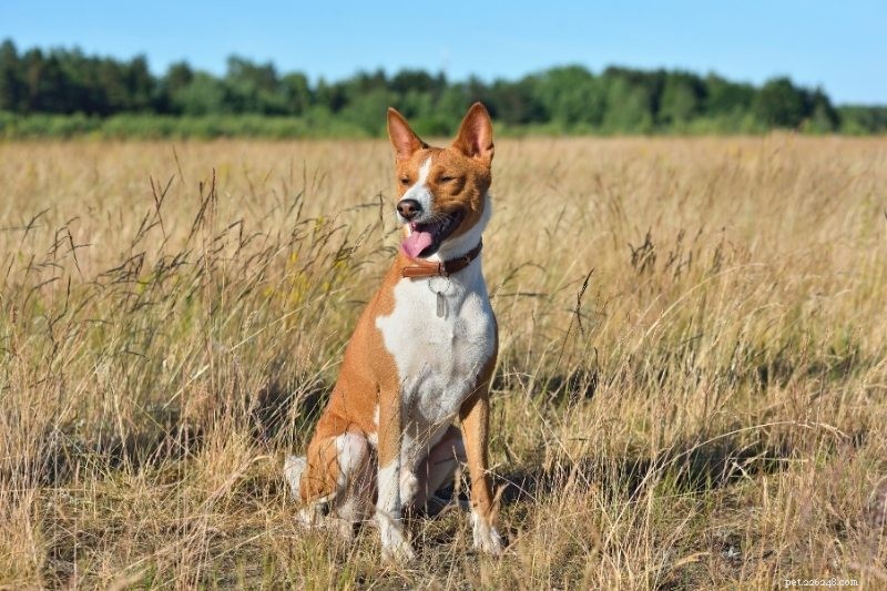 15 Hypoallergenic Dog Breeds for Allergy‑Friendly Families