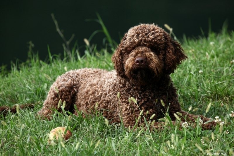 15 Hypoallergenic Dog Breeds for Allergy‑Friendly Families