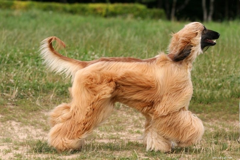 15 Hypoallergenic Dog Breeds for Allergy‑Friendly Families
