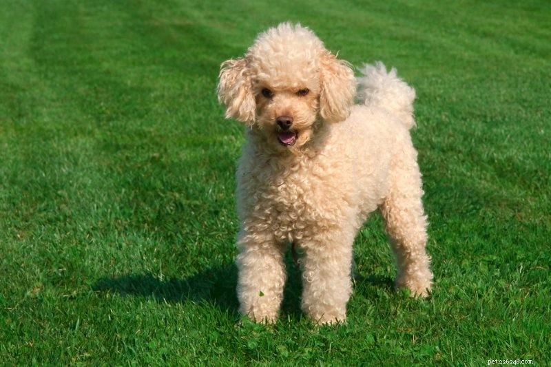 15 Hypoallergenic Dog Breeds for Allergy‑Friendly Families