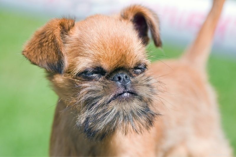 15 Hypoallergenic Dog Breeds for Allergy‑Friendly Families