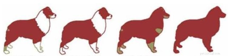 Accepted Coat Colours for Australian Shepherds: FCI & AKC Standards Explained