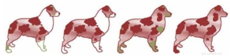 Accepted Coat Colours for Australian Shepherds: FCI & AKC Standards Explained