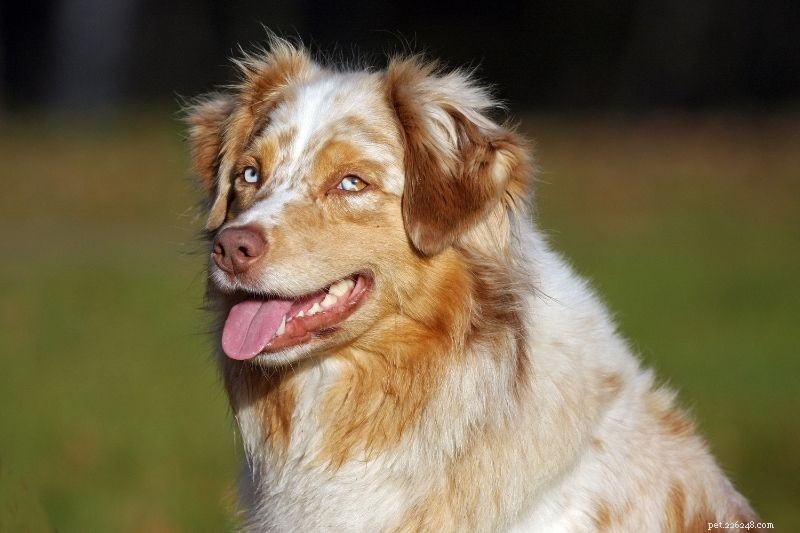 Accepted Coat Colours for Australian Shepherds: FCI & AKC Standards Explained
