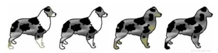Accepted Coat Colours for Australian Shepherds: FCI & AKC Standards Explained