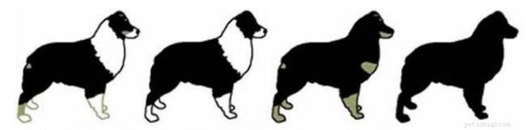 Accepted Coat Colours for Australian Shepherds: FCI & AKC Standards Explained