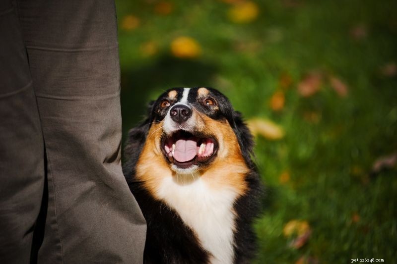 Accepted Coat Colours for Australian Shepherds: FCI & AKC Standards Explained