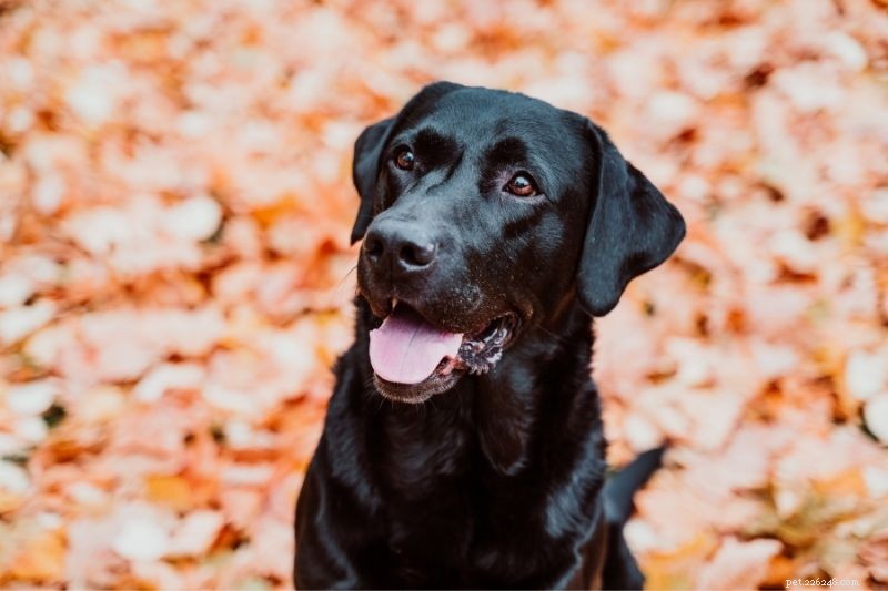 Official and Popular Color Variations of Labrador Retrievers