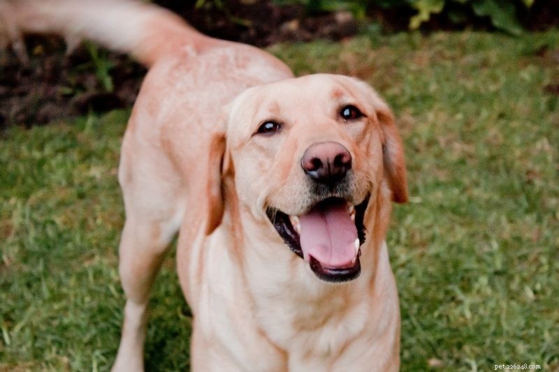 Official and Popular Color Variations of Labrador Retrievers