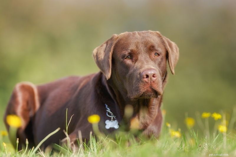 Official and Popular Color Variations of Labrador Retrievers