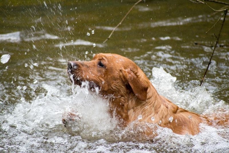 Official and Popular Color Variations of Labrador Retrievers