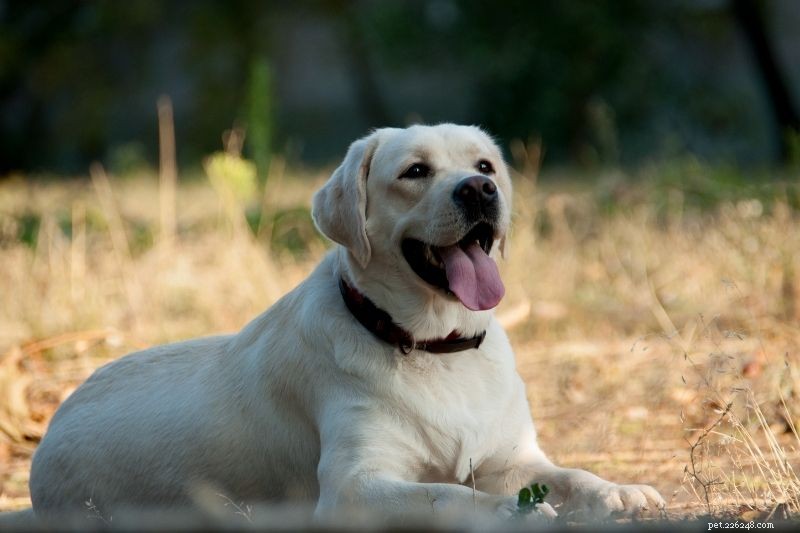Official and Popular Color Variations of Labrador Retrievers
