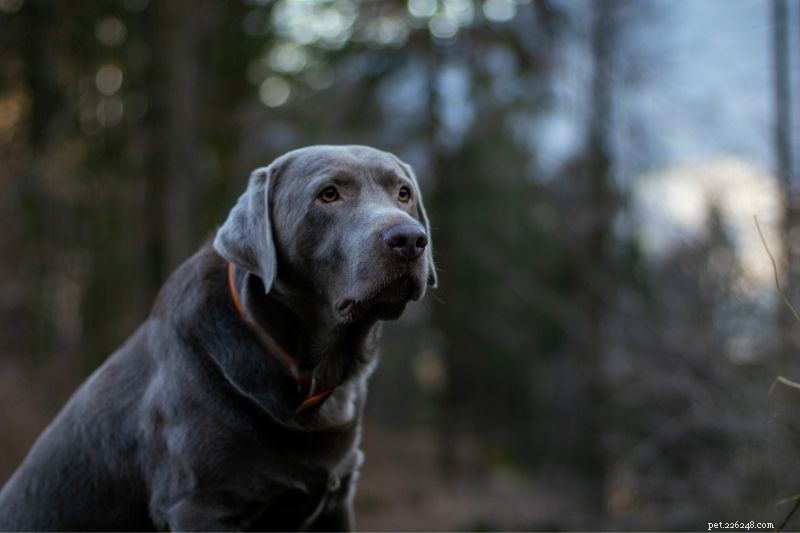 Official and Popular Color Variations of Labrador Retrievers