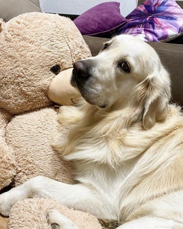 Golden Retriever Coat Colors Explained: Official Standards & Common Variations