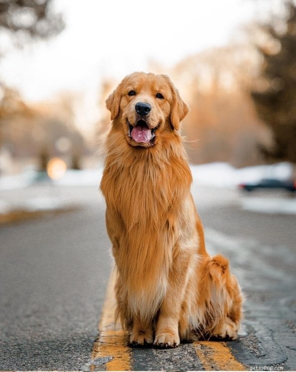 Golden Retriever Coat Colors Explained: Official Standards & Common Variations
