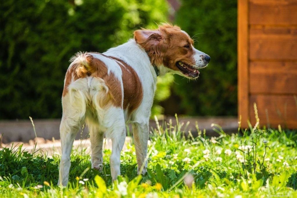 Top 10 Hunting Dog Breeds: Trusted Picks for 2024