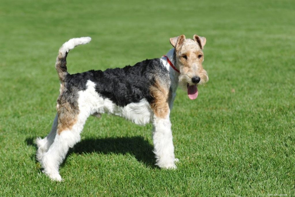 Top 10 Hunting Dog Breeds: Trusted Picks for 2024