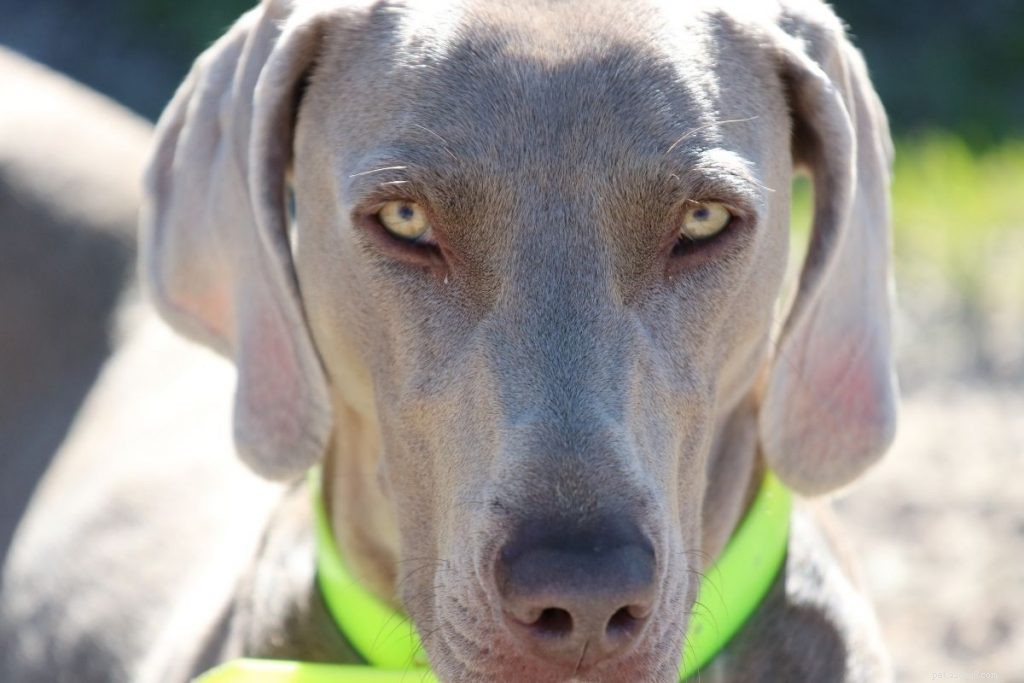 Top 10 Hunting Dog Breeds: Trusted Picks for 2024