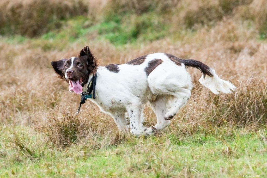 Top 10 Hunting Dog Breeds: Trusted Picks for 2024