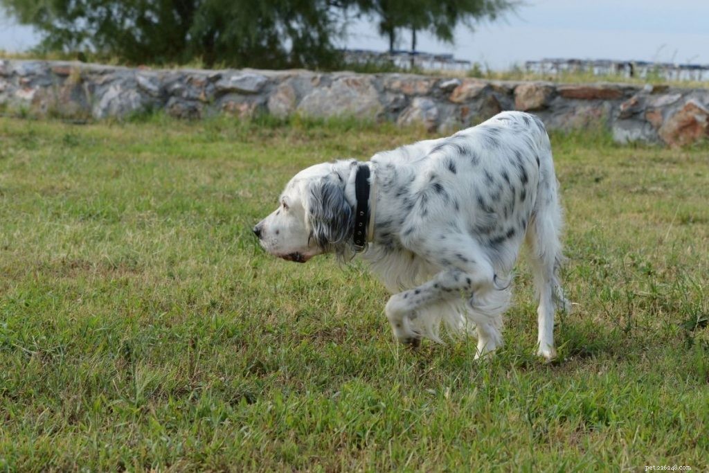 Top 10 Hunting Dog Breeds: Trusted Picks for 2024