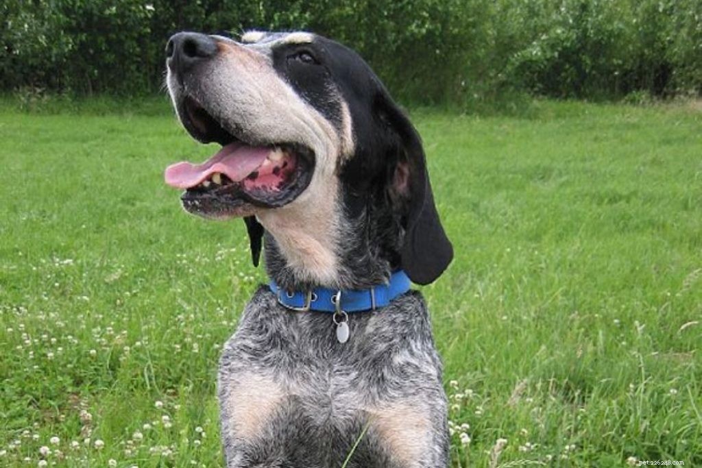 Top 10 Hunting Dog Breeds: Trusted Picks for 2024