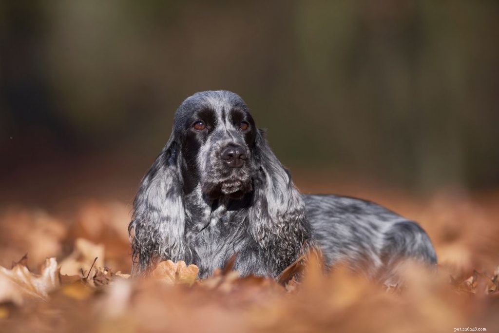 Top 10 Hunting Dog Breeds: Trusted Picks for 2024