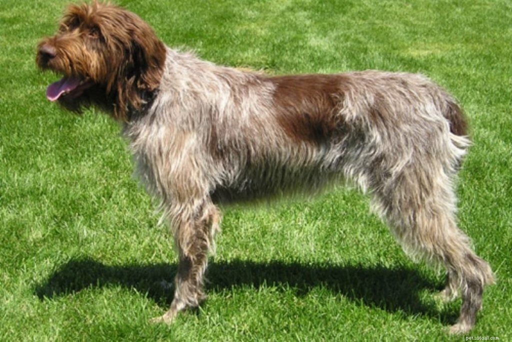 Top 10 Hunting Dog Breeds: Trusted Picks for 2024