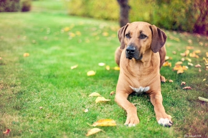 10 Quiet Dog Breeds That Rarely Bark – Ideal for Noise-Conscious Homeowners