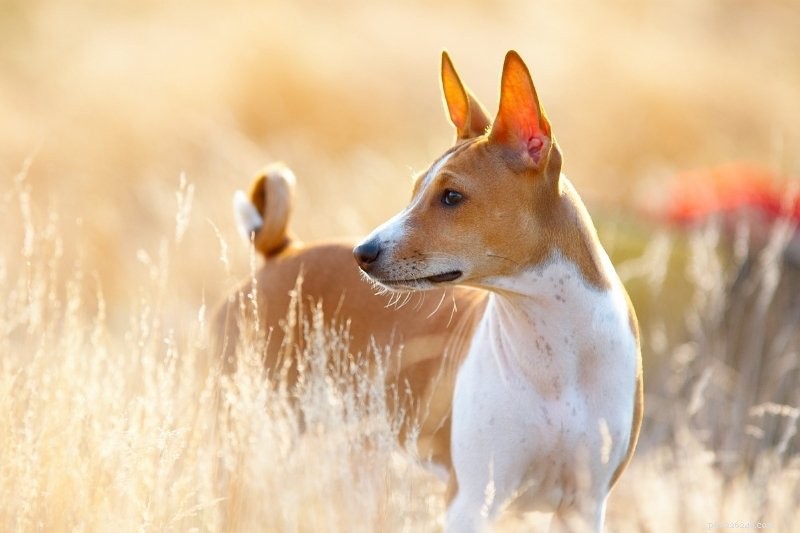 10 Quiet Dog Breeds That Rarely Bark – Ideal for Noise-Conscious Homeowners