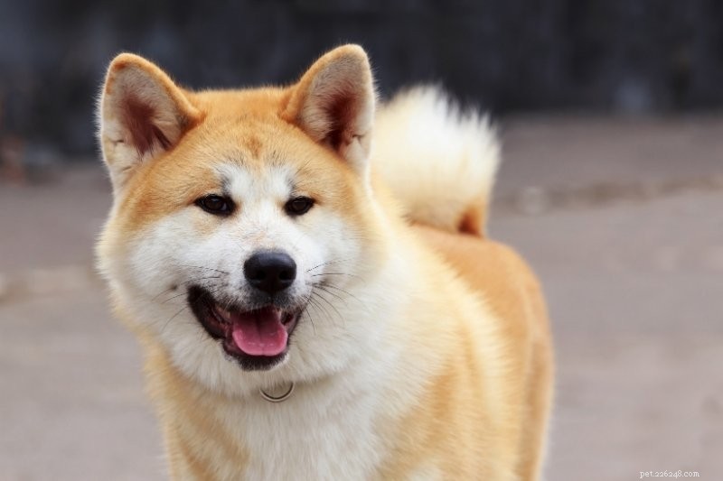 10 Quiet Dog Breeds That Rarely Bark – Ideal for Noise-Conscious Homeowners