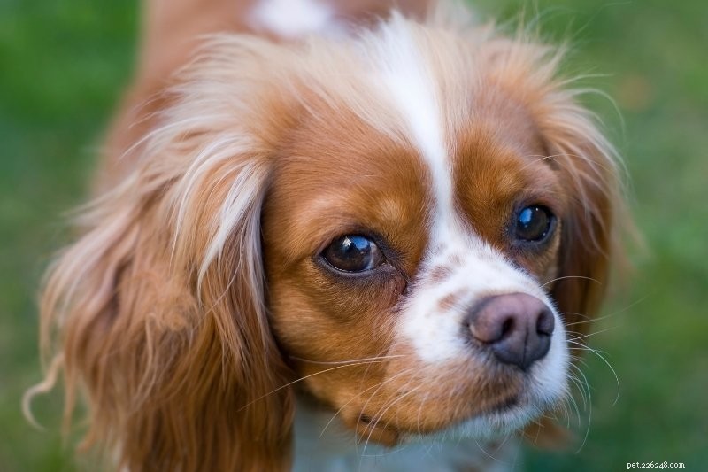 10 Quiet Dog Breeds That Rarely Bark – Ideal for Noise-Conscious Homeowners