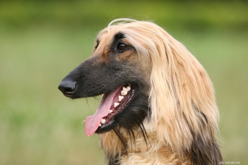 10 Quiet Dog Breeds That Rarely Bark – Ideal for Noise-Conscious Homeowners