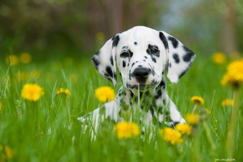 20 Stunning Spotted Dog Breeds – Photos & Insights