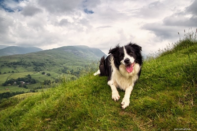 20 Stunning Spotted Dog Breeds – Photos & Insights