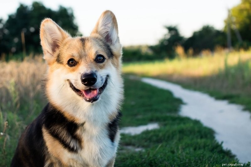 20 Stunning Spotted Dog Breeds – Photos & Insights