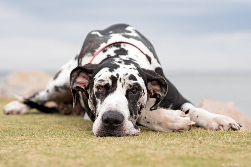 20 Stunning Spotted Dog Breeds – Photos & Insights