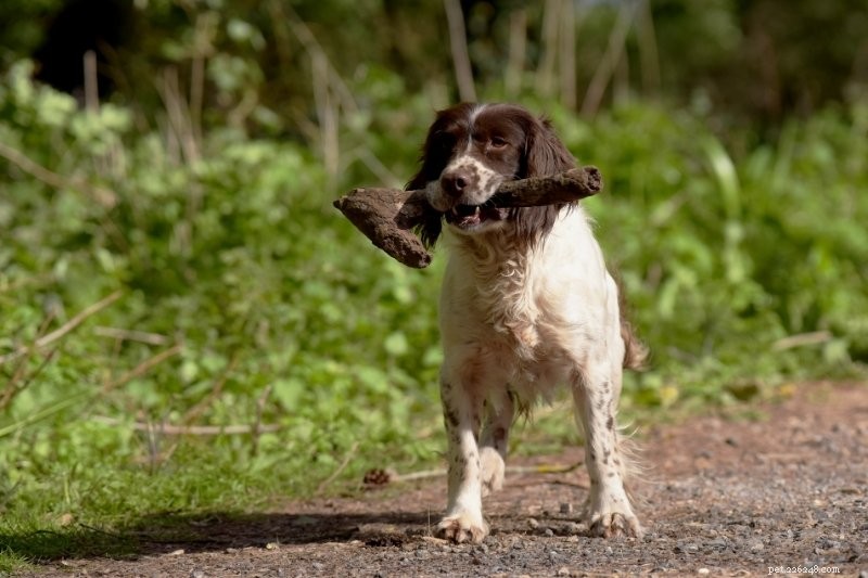 20 Stunning Spotted Dog Breeds – Photos & Insights