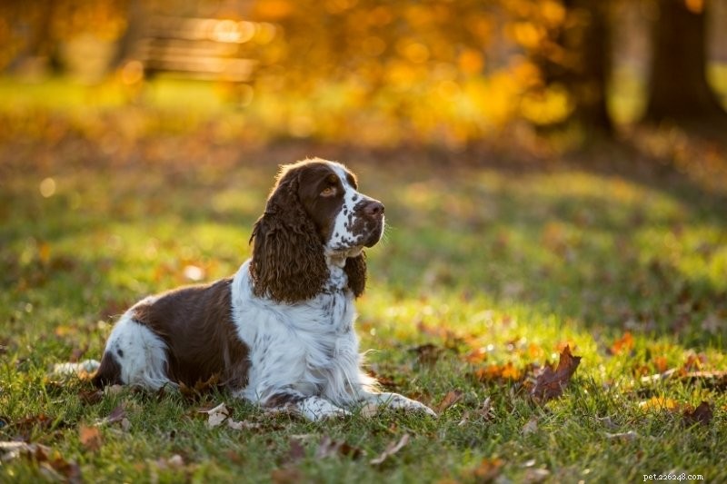 20 Stunning Spotted Dog Breeds – Photos & Insights