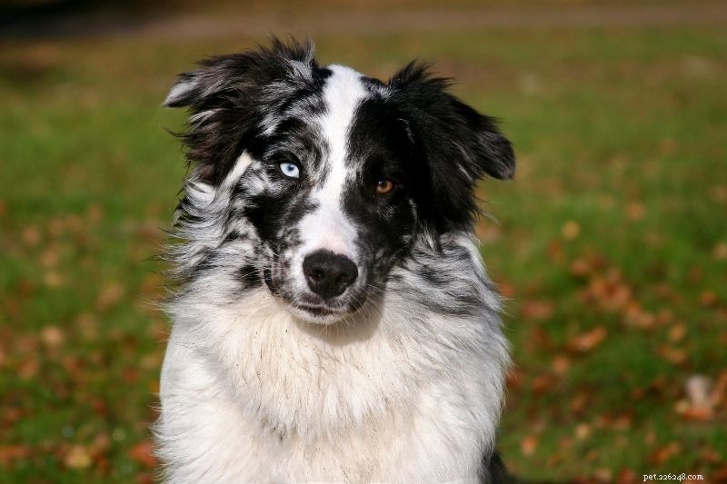 20 Stunning Spotted Dog Breeds – Photos & Insights