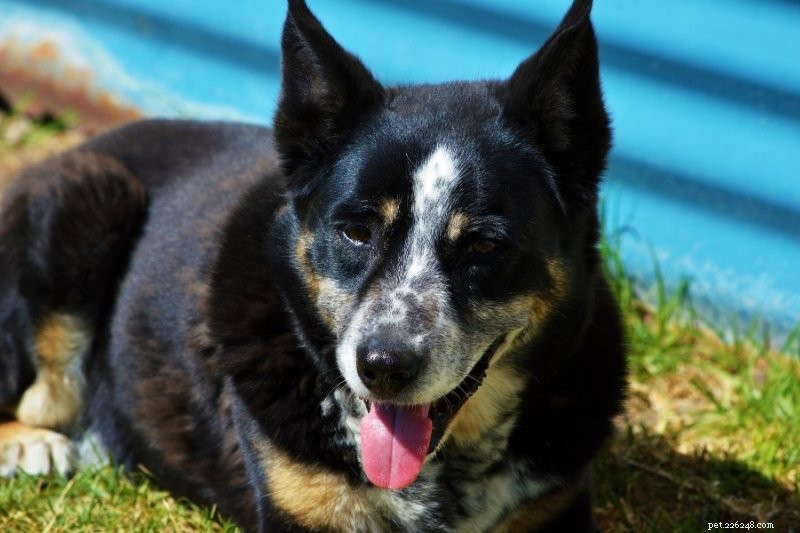 20 Stunning Spotted Dog Breeds – Photos & Insights