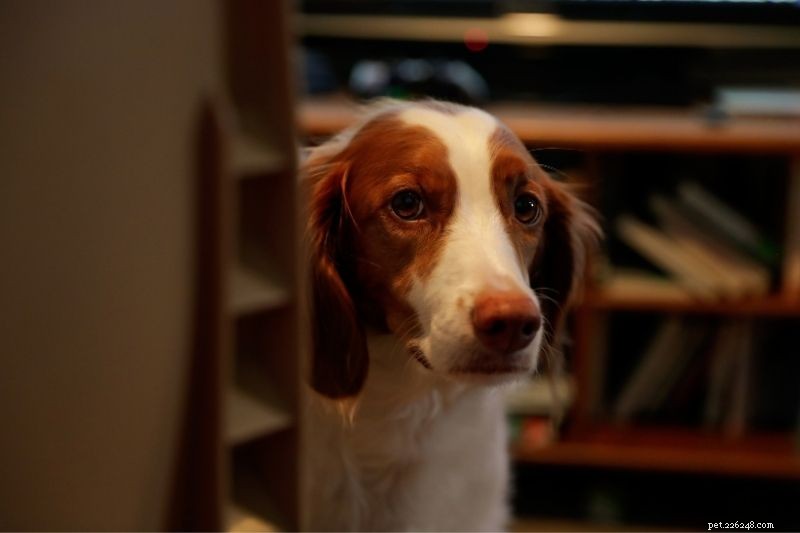 20 Stunning Spotted Dog Breeds – Photos & Insights