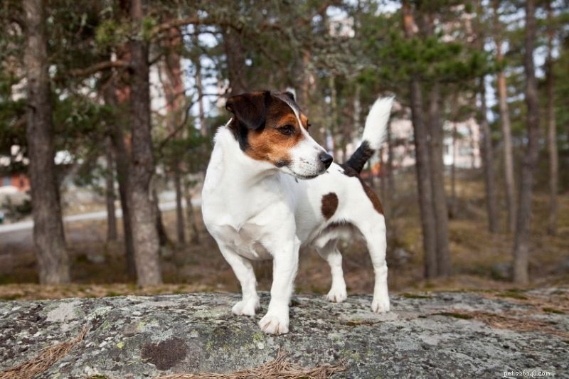 20 Stunning Spotted Dog Breeds – Photos & Insights